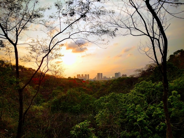 Sunset view over the hotel’s garden with silhouettes of trees.
