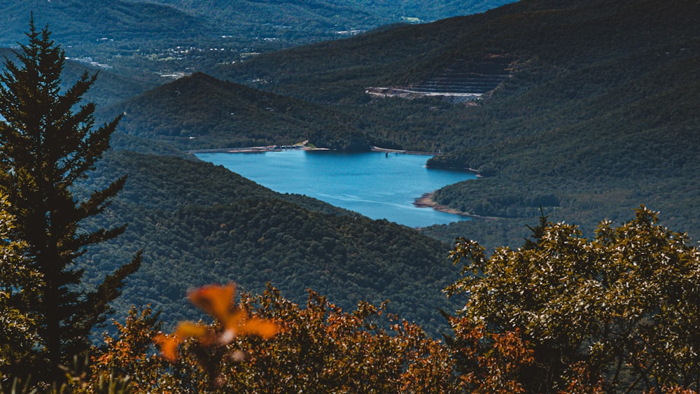 green trees near body of water during daytime