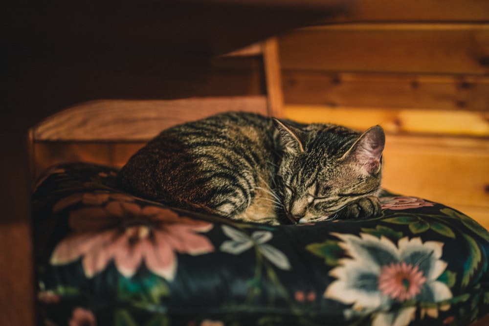 brown tabby cat lying on green and white floral textile