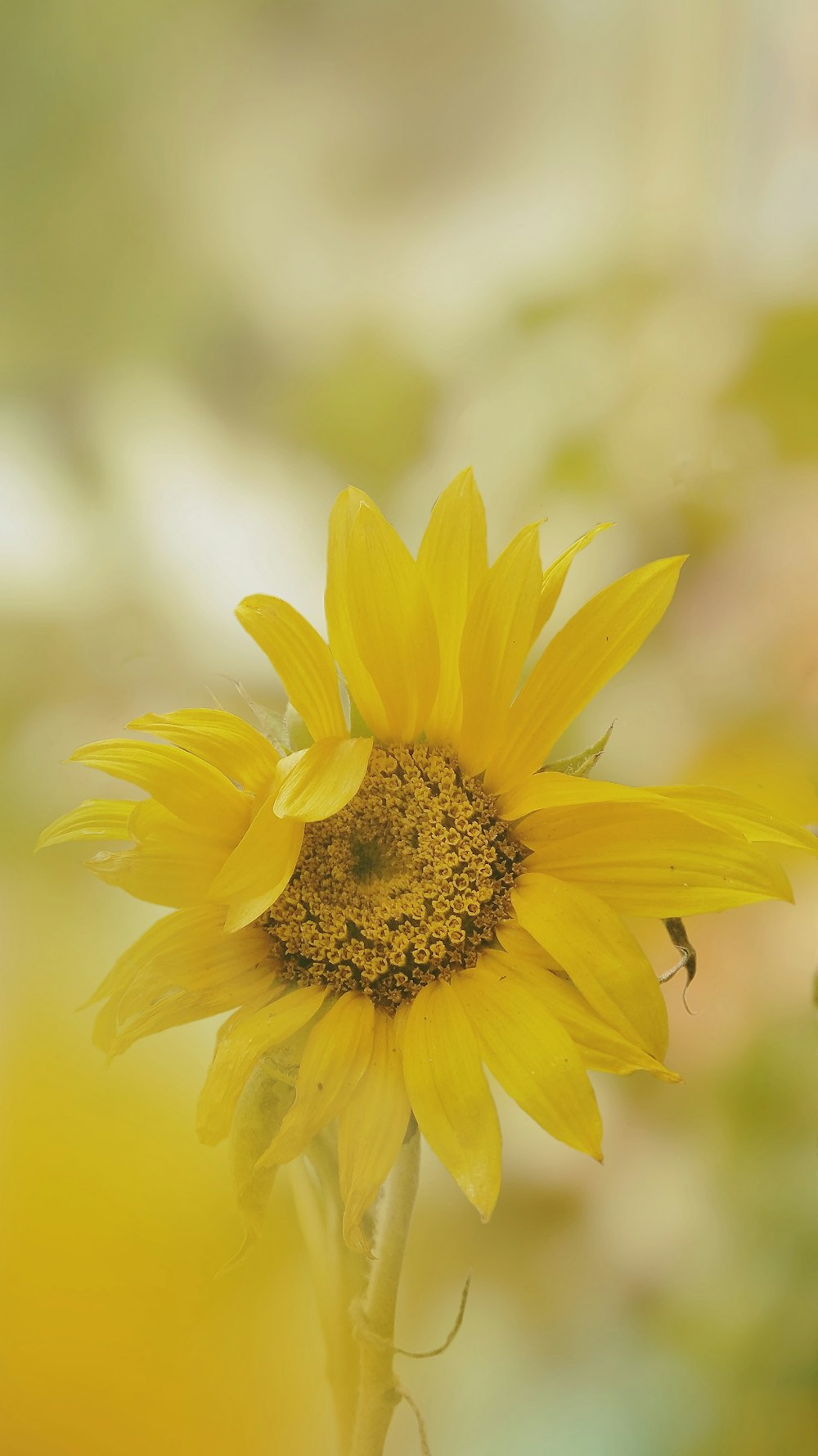 yellow flower in tilt shift lens