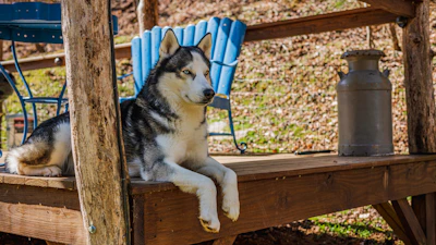 A calm husky with striking blue eyes resting on a wooden porch.