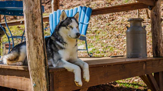 A calm husky with striking blue eyes resting on a wooden porch.