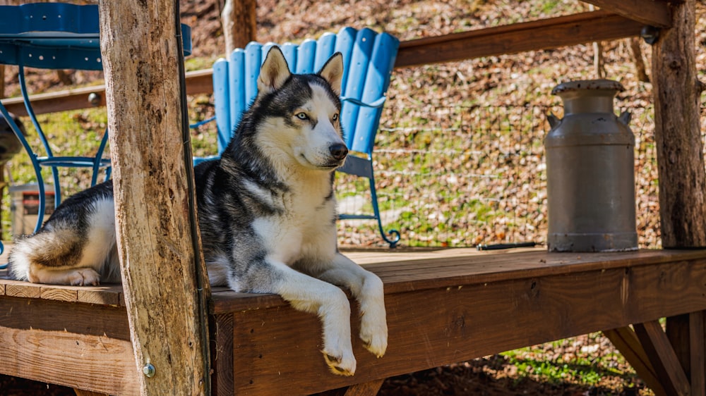 Cucciolo di husky siberiano sdraiato su una panca di legno marrone