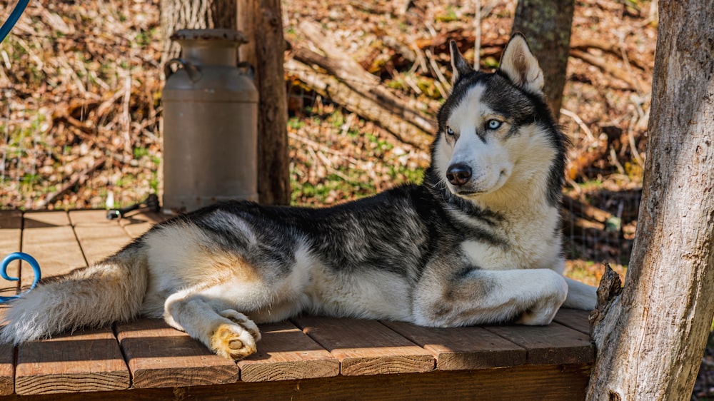 siberian husky lying on brown wooden floor