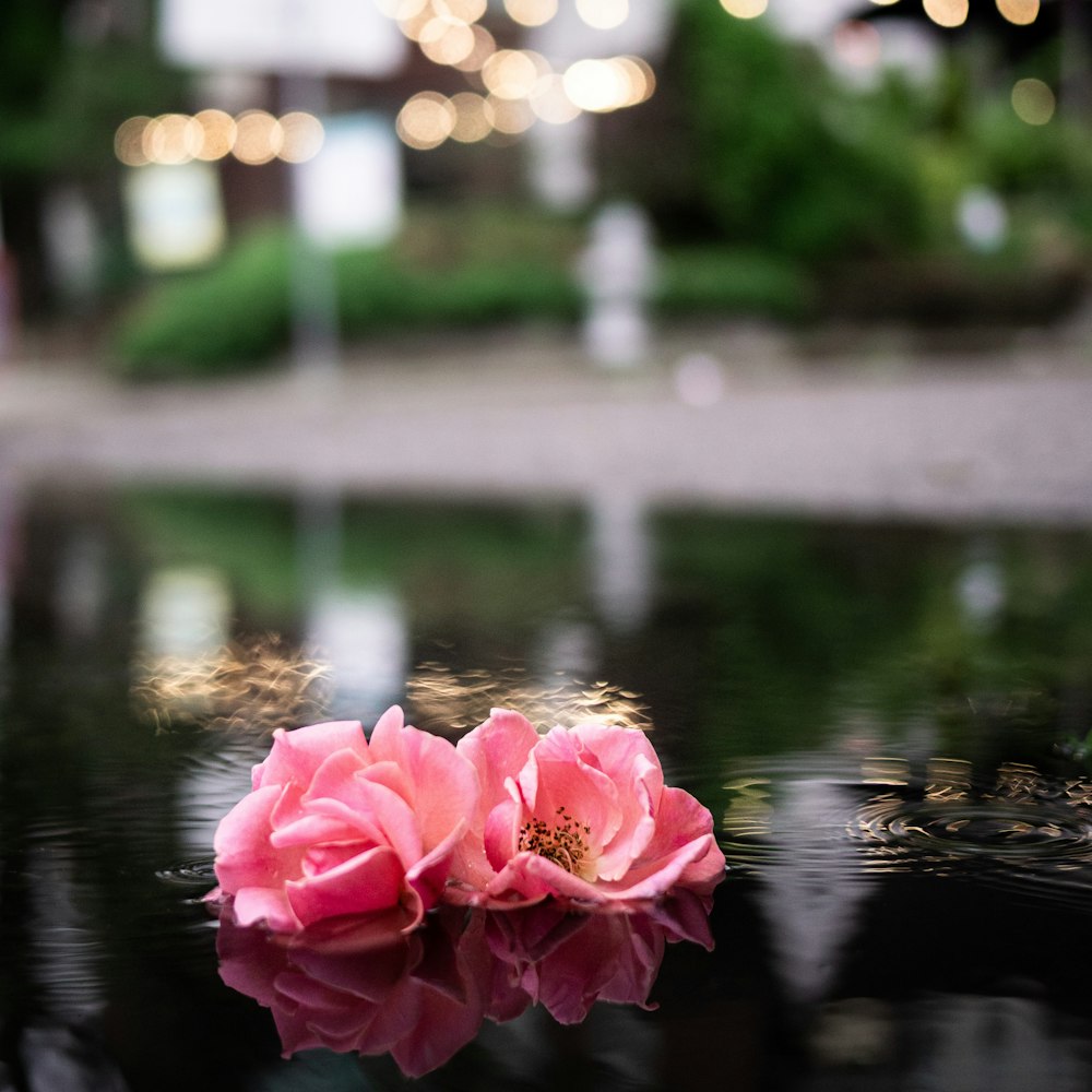 pink rose on water during daytime