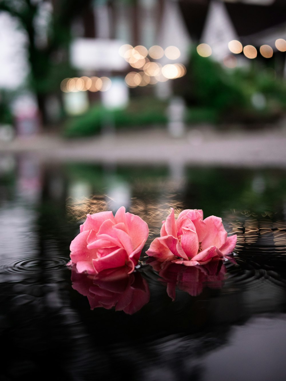 pink lotus flower on water