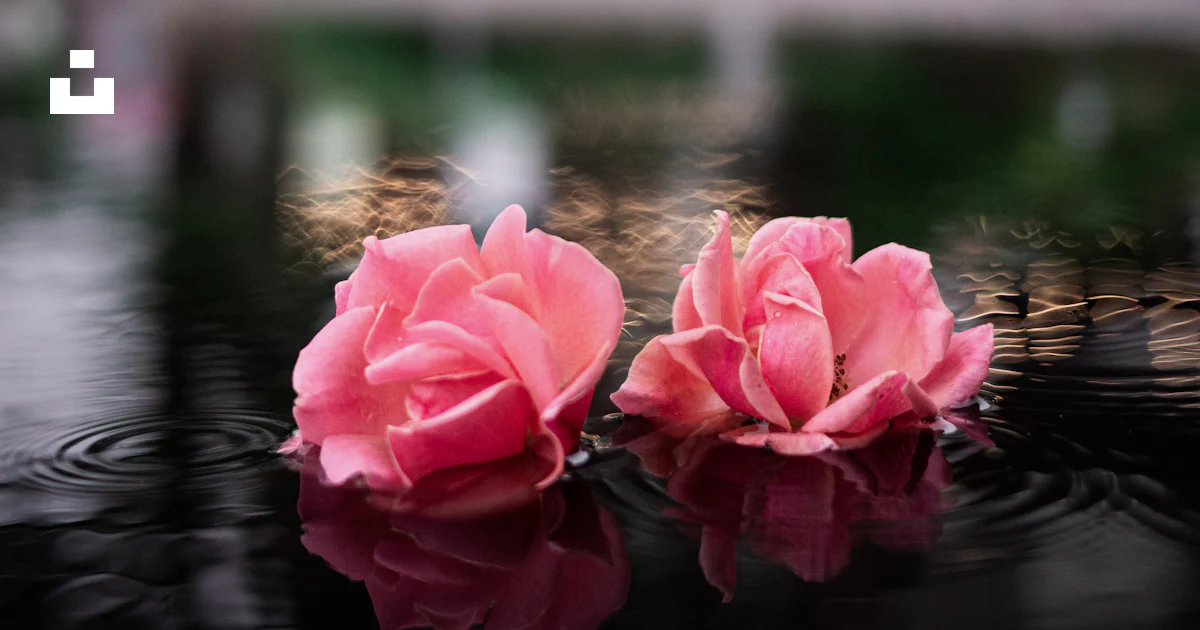 Fleur De Lotus Rose Sur L eau Photo Photo Memphis Gratuite Sur Unsplash fleur-de-lotus-rose-sur-l-eau-photo-photo-memphis-gratuite-sur-unsplash