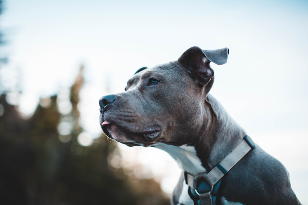 black and white american pitbull terrier with blue collar