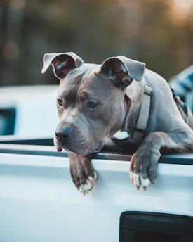gray and white short coated dog on white surface