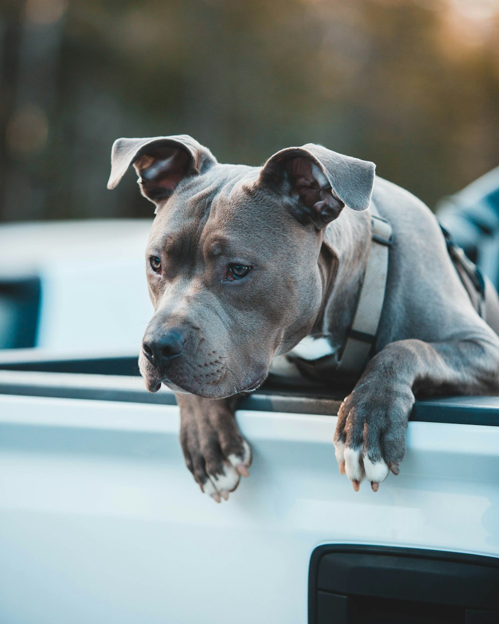 gray and white short coated dog on white surface