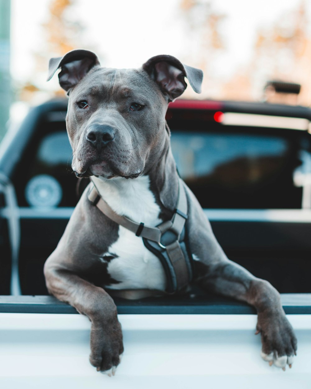 black and white american pitbull terrier puppy