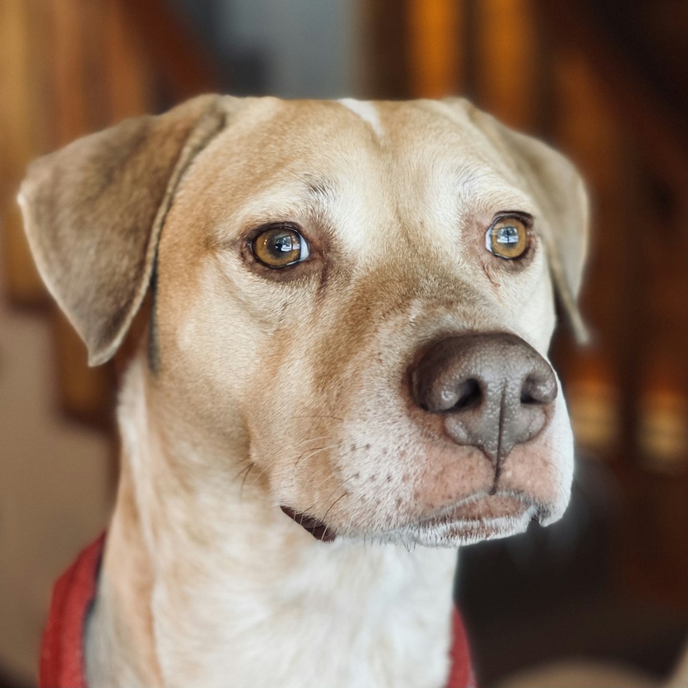 brown and white short coated dog