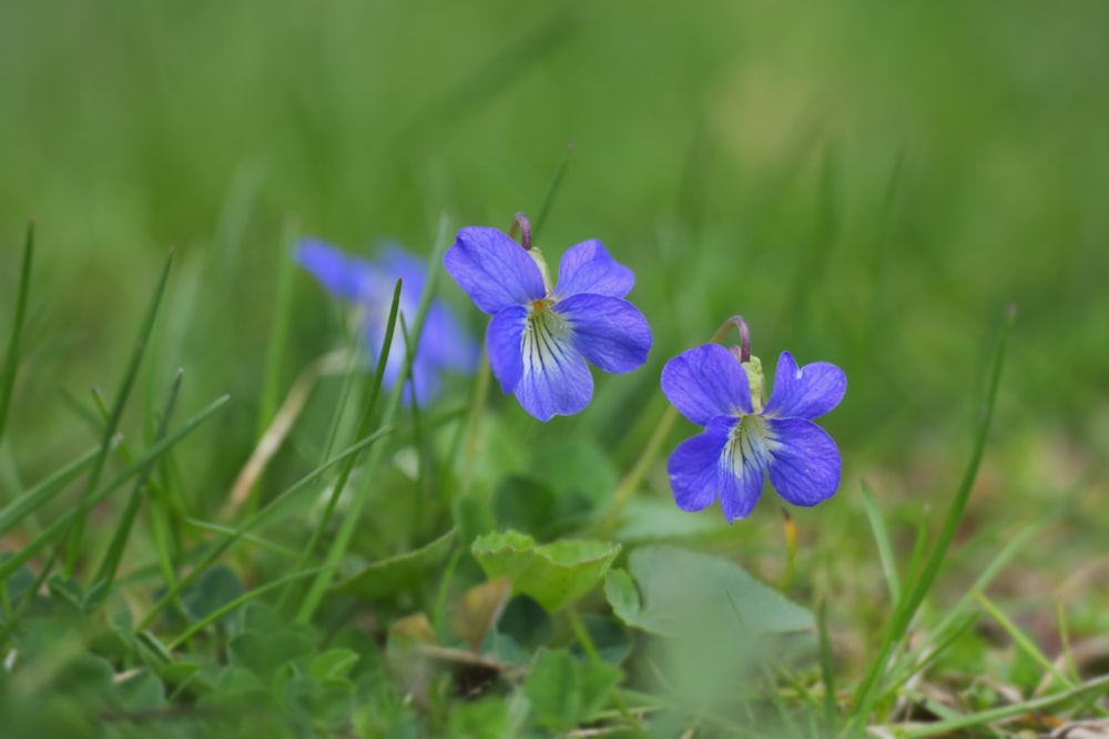 purple flower in tilt shift lens