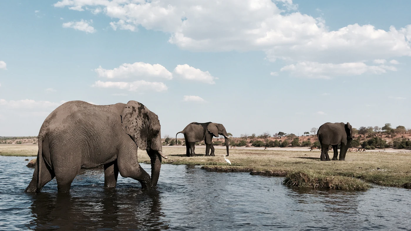 Elephants by water in Botswana