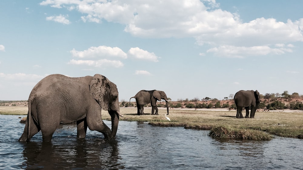 elefante cinzento no corpo de água durante o dia