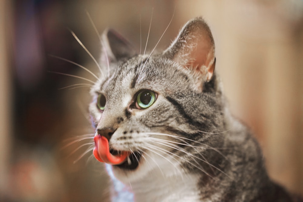 silver tabby cat with red collar