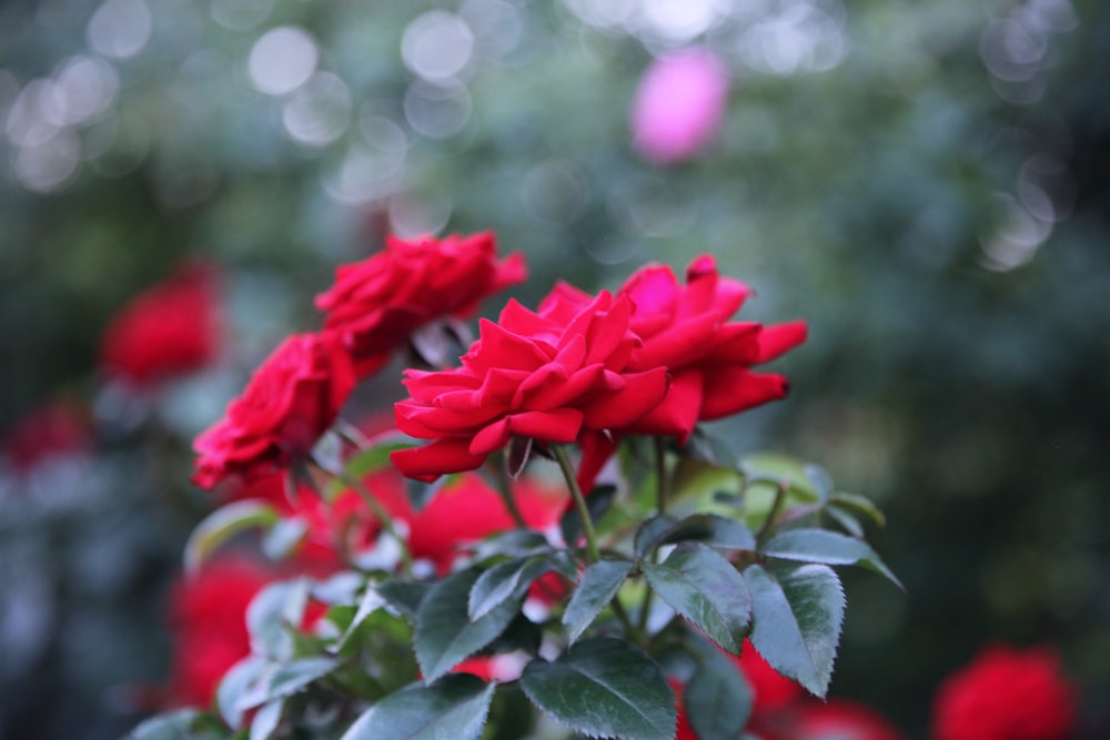 Roses rouges dans une lentille à bascule