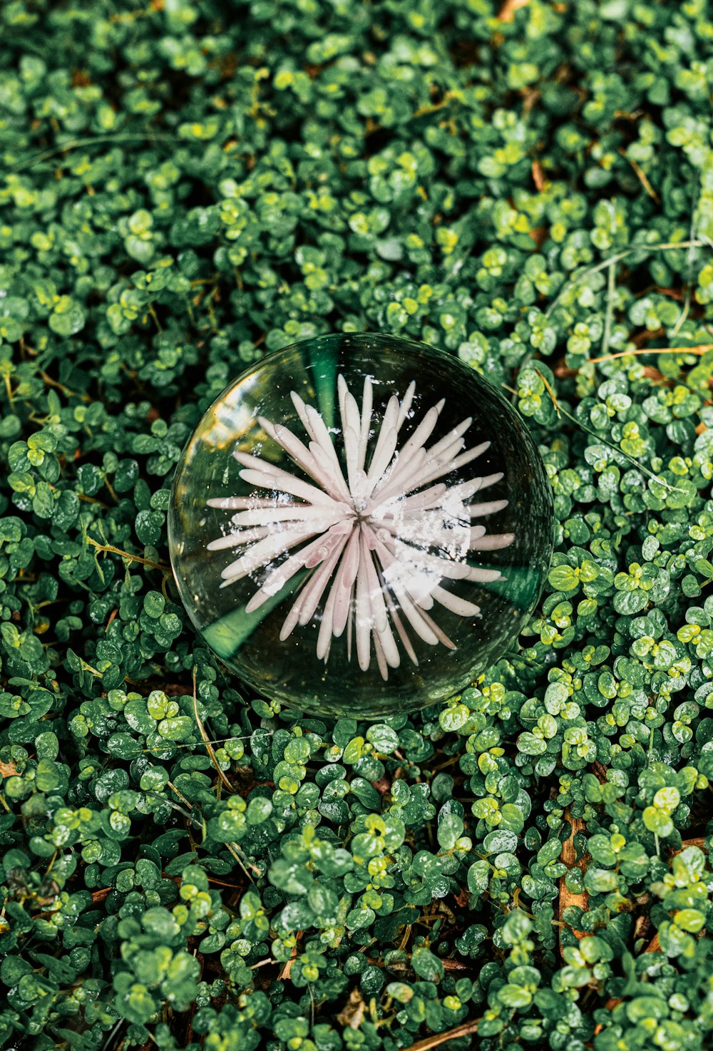 sfera di vetro trasparente su foglie verdi