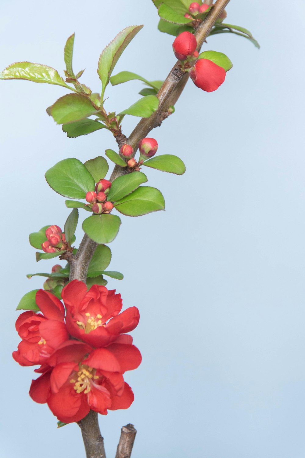 red rose in bloom during daytime