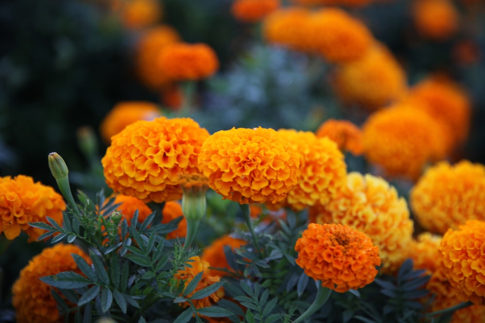 orange flowers with green leaves