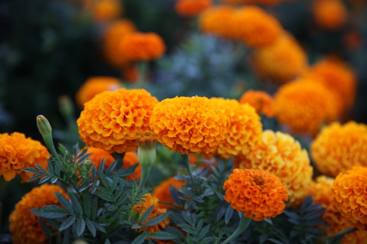 The meaning of Marigolds