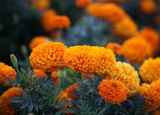 orange flowers with green leaves