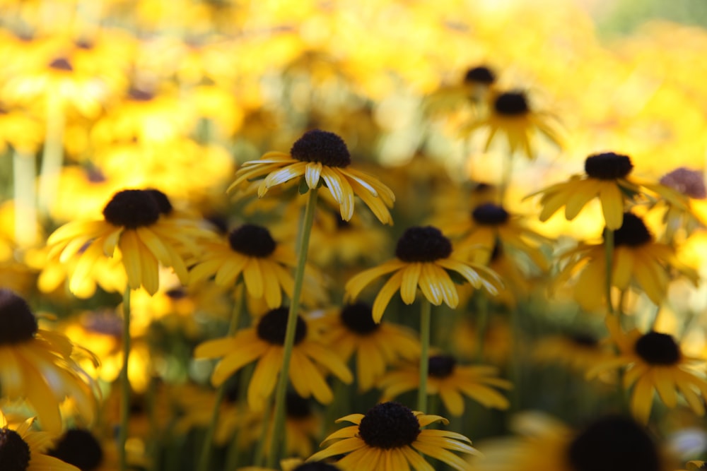 yellow and black flowers in tilt shift lens