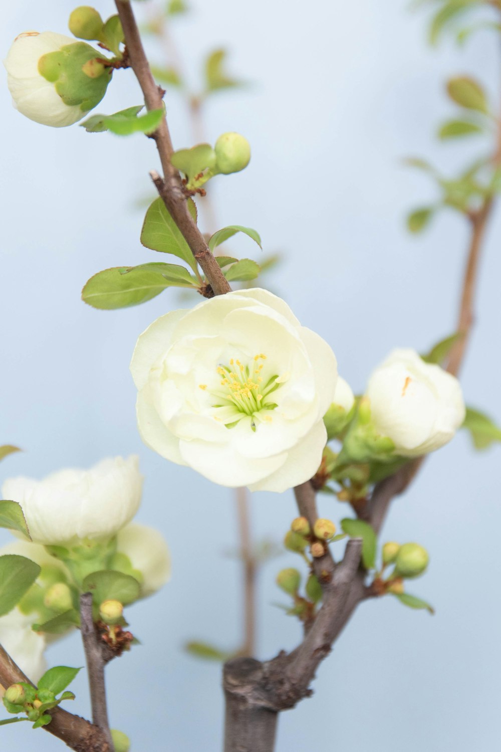 white and yellow flowers in tilt shift lens