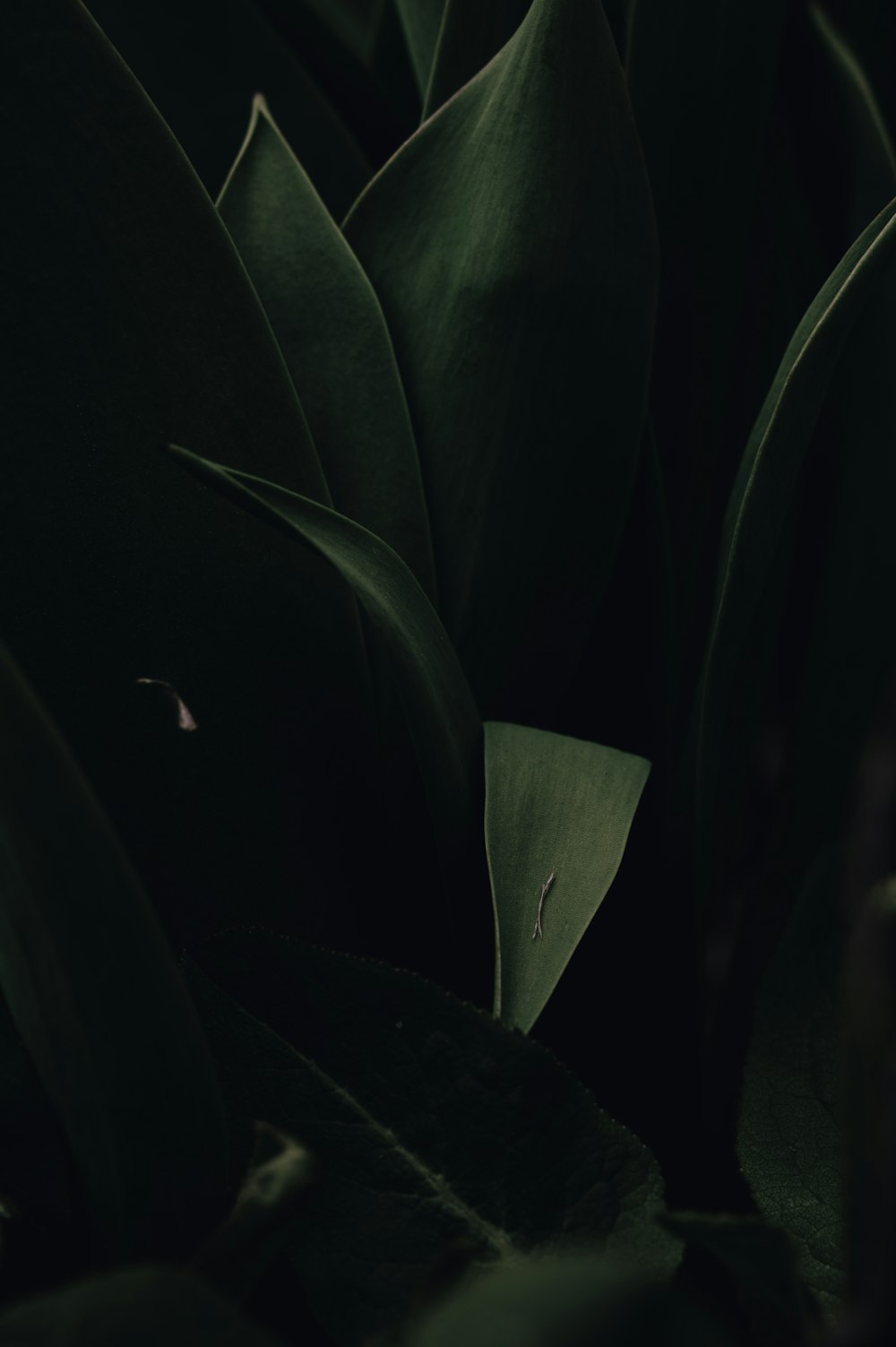 green leaves in dark room