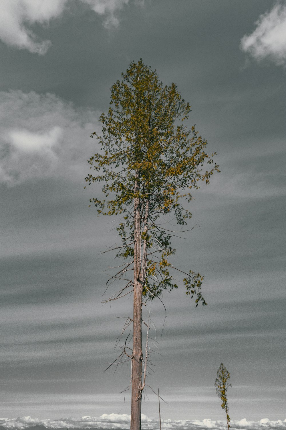 green tree under gray clouds