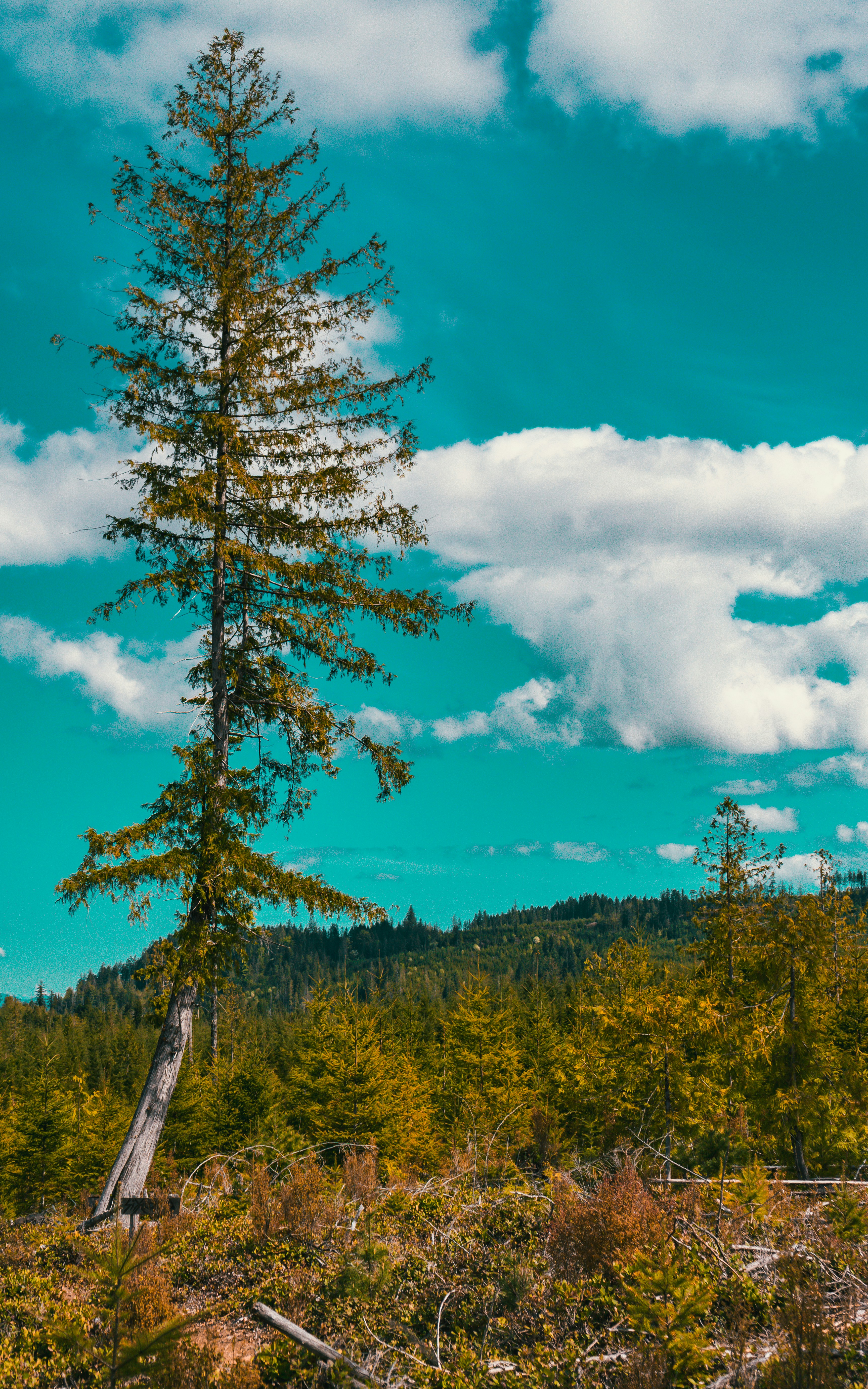 Photo by colefreeman