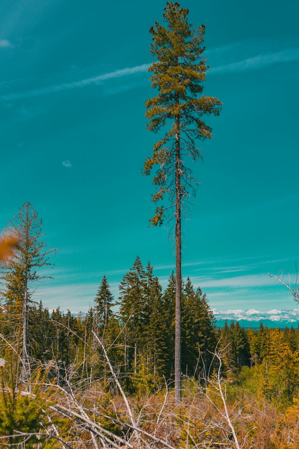 árboles verdes y marrones bajo el cielo azul durante el día