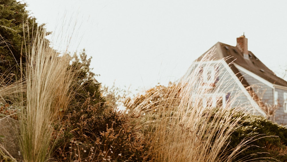 white and red house on brown grass field