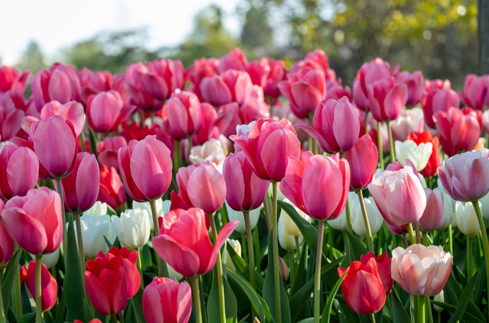 red and white tulips field during daytime