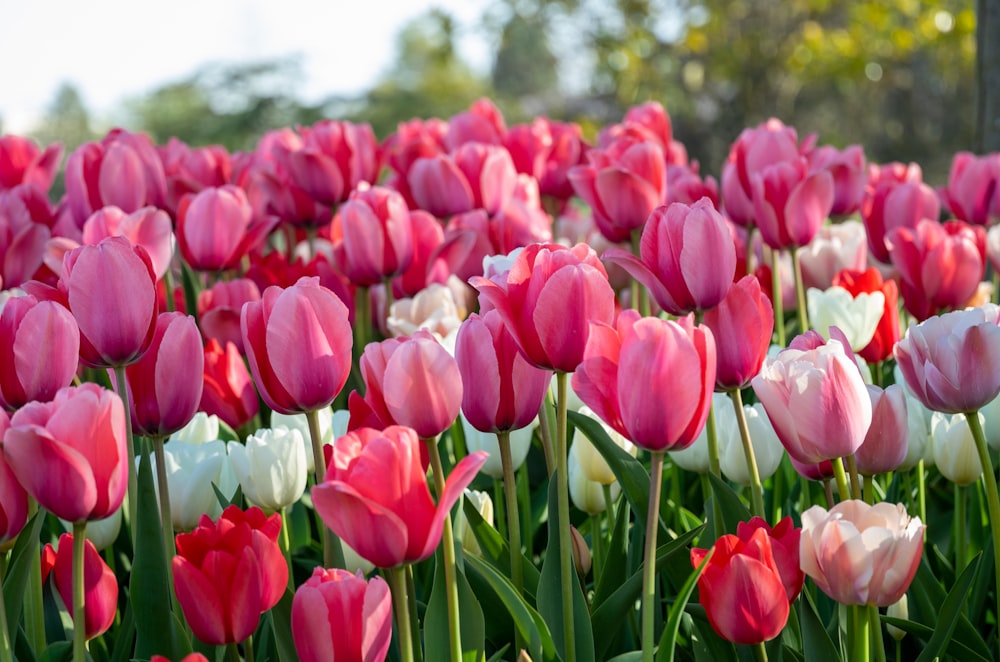 Campo de tulipanes rojos y blancos durante el día