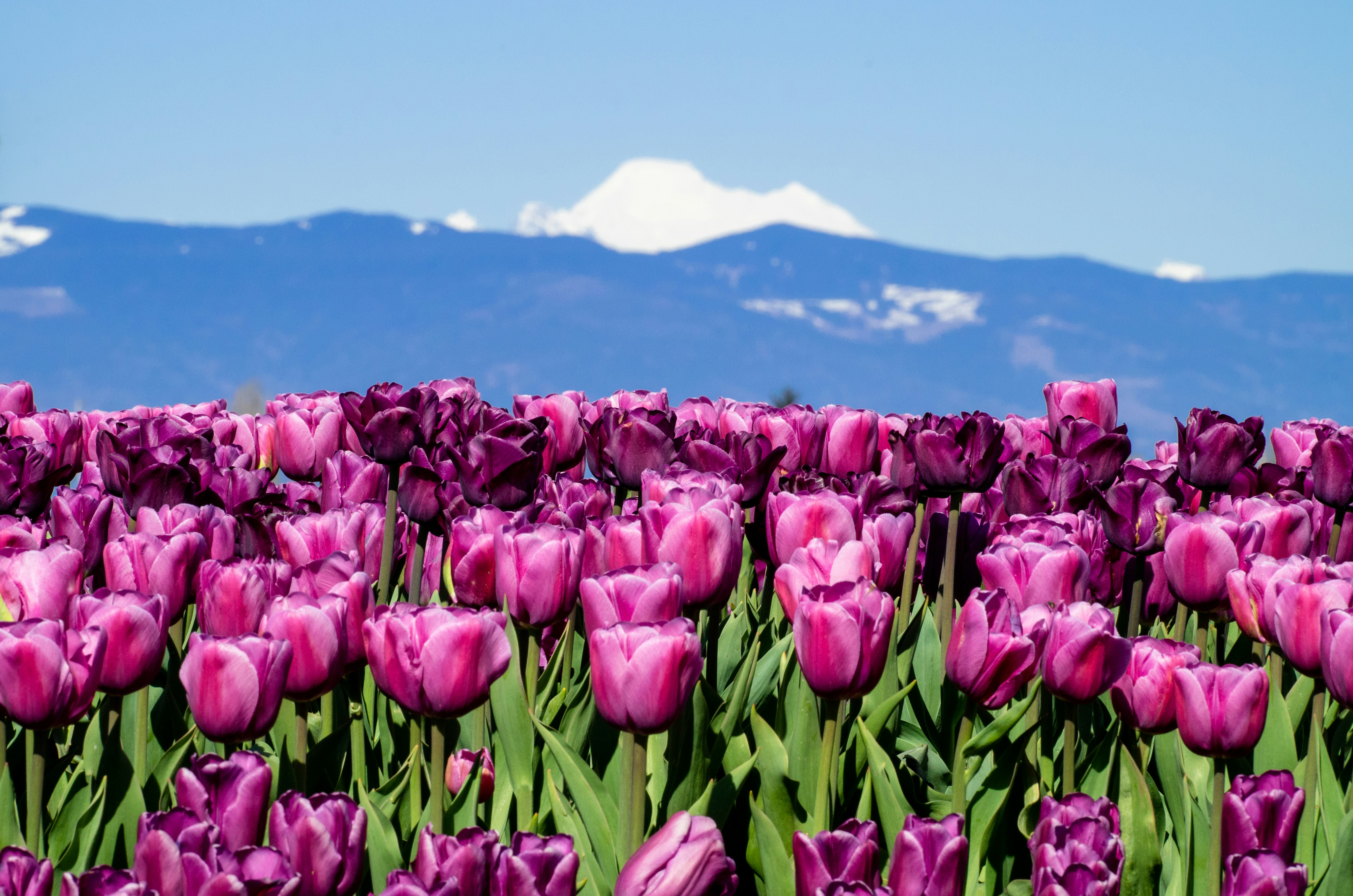 pink tulips field near sea during daytime