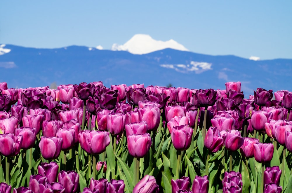 Campo de tulipanes rosados cerca del mar durante el día