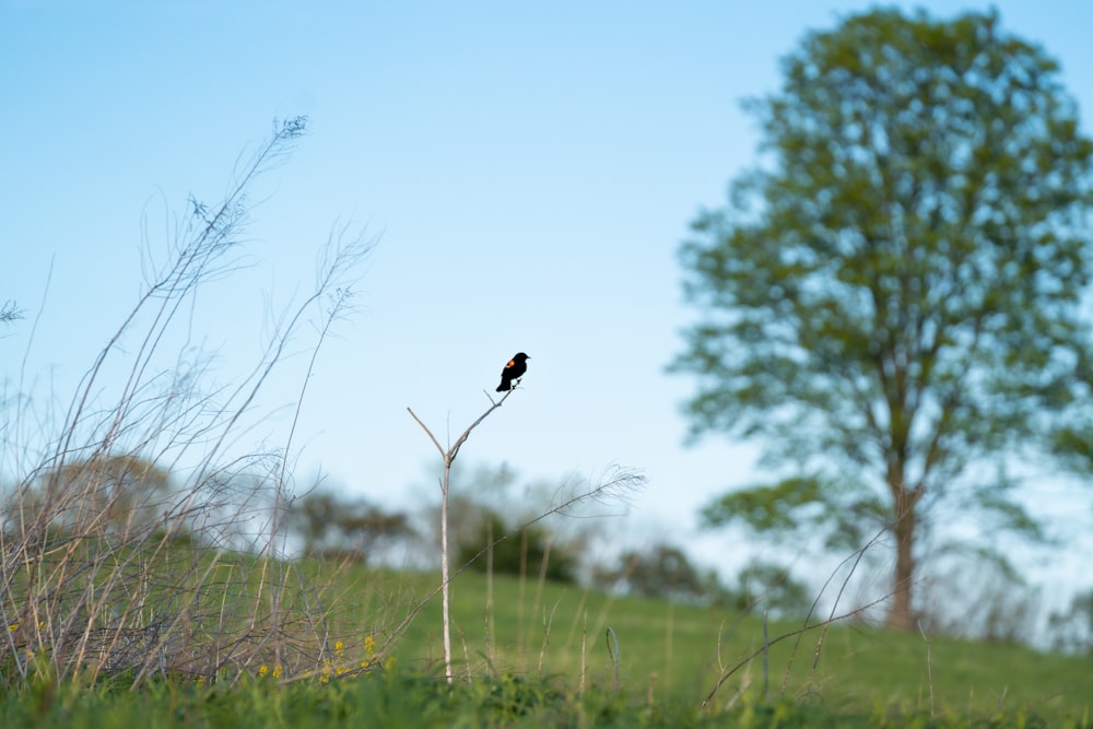 black bird on brown tree branch during daytime