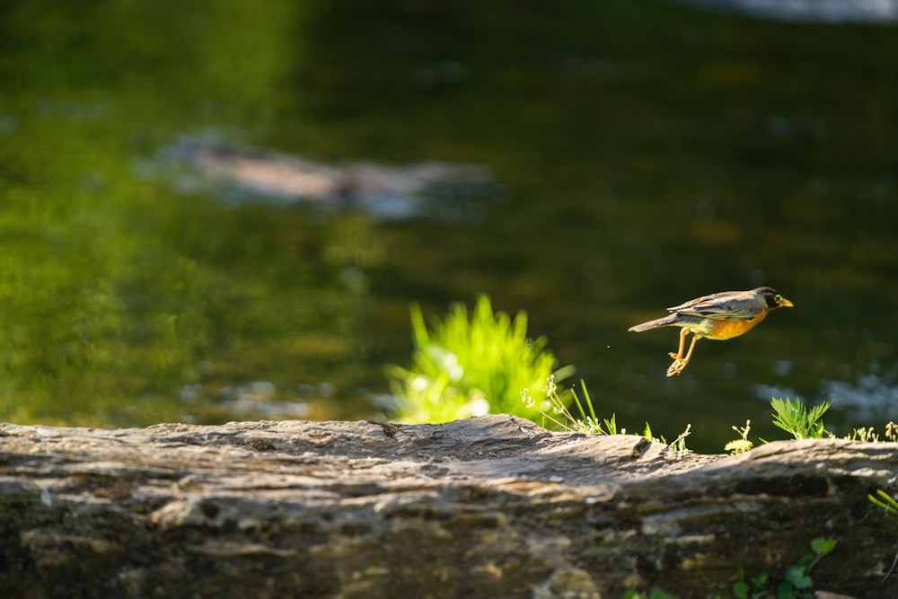 brown and black bird on brown tree trunk