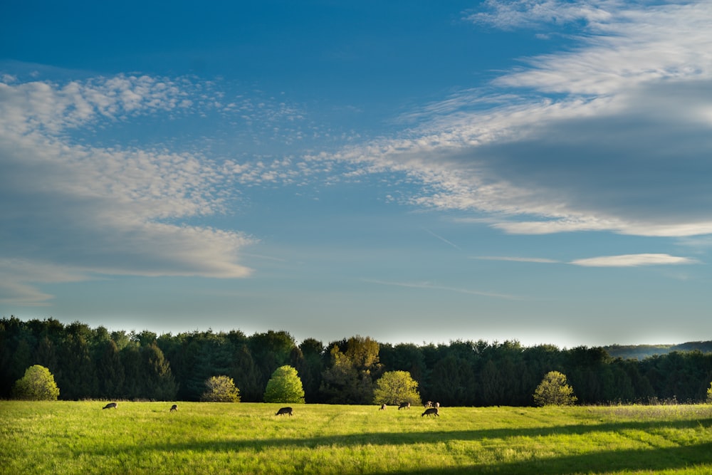 green grass field under blue sky during daytime