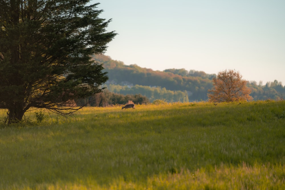 Champ d’herbe verte avec des arbres pendant la journée