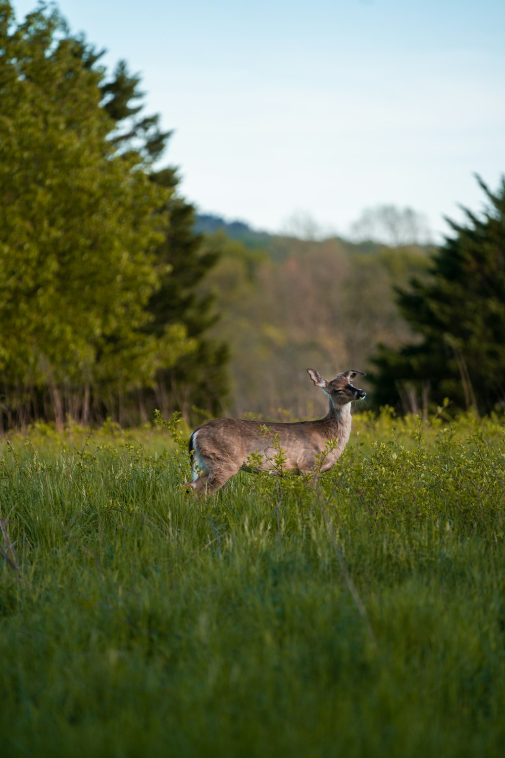 brown deer on green grass field during daytime