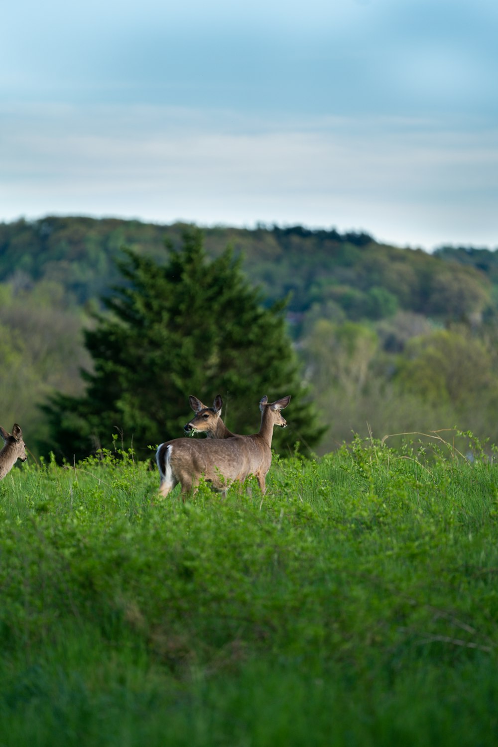 brown deer on green grass field during daytime