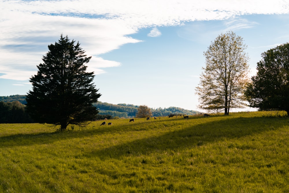 green grass field with trees under white clouds and blue sky during daytime