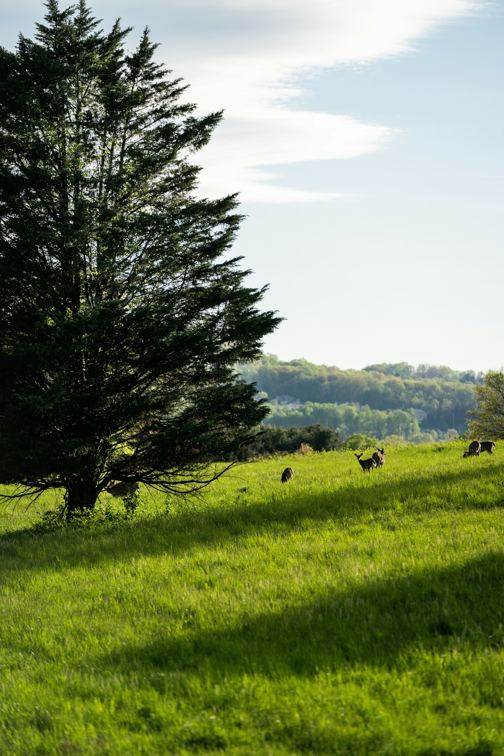 Grünes Grasfeld mit Bäumen unter weißem Himmel tagsüber