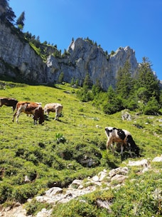 A serene morning view of cows grazing on lush green pastures under a clear blue sky.