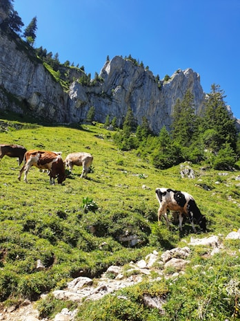 A serene alpine pasture with pahadi cows grazing under clear blue skies.