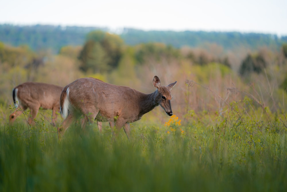 brown deer on green grass field during daytime