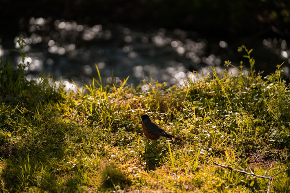 brown bird on green grass during daytime