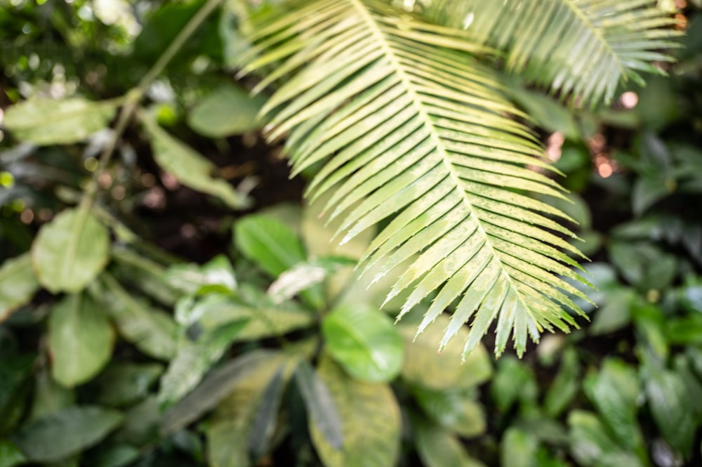 green leaf plant during daytime